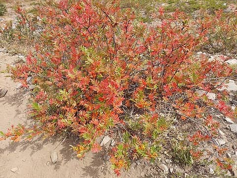 Fall color is already out - mountain ash here