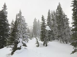 Foggy/snowy on the ridge crest