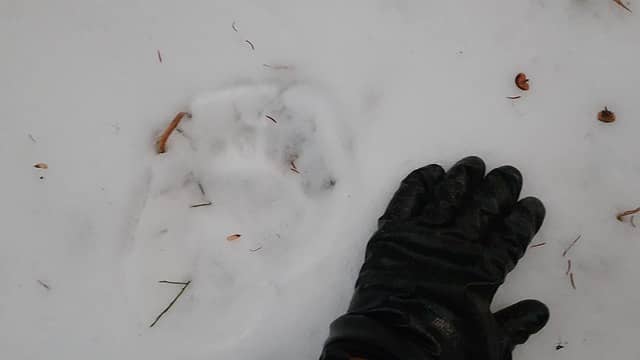 Big cat tracks