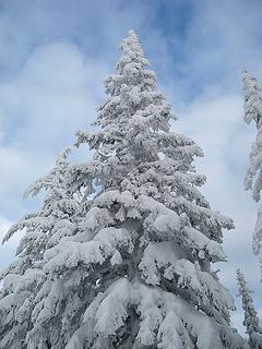 Triangular Snowy Tree