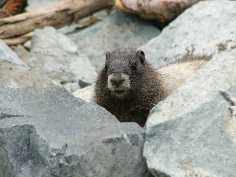 Marmot #1 met along trail