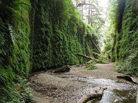 Fern canyon Redwoods SP