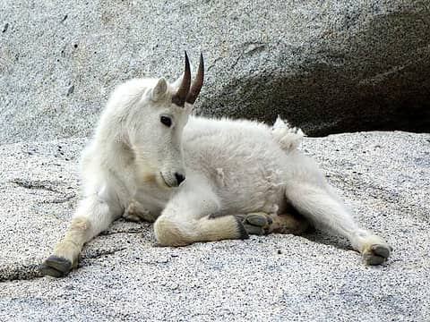 small cute goat just resting alongside the trail