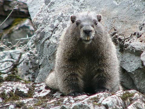 Marmot #2 met along trail