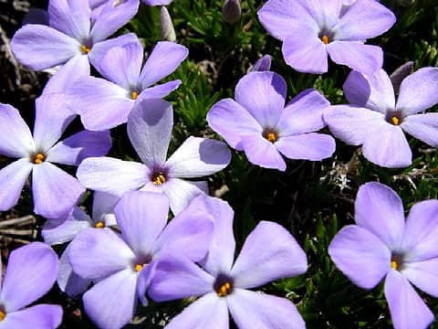 Flowers on Beljica