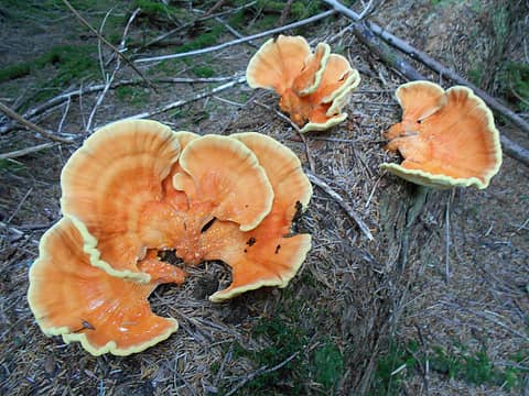chicken of the woods 47N 124W 08/15/21
