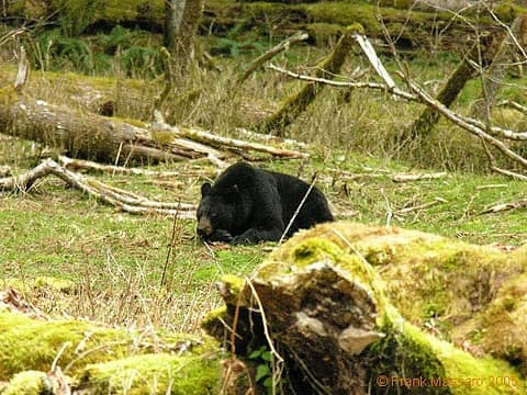 bear napping near enchanted valley