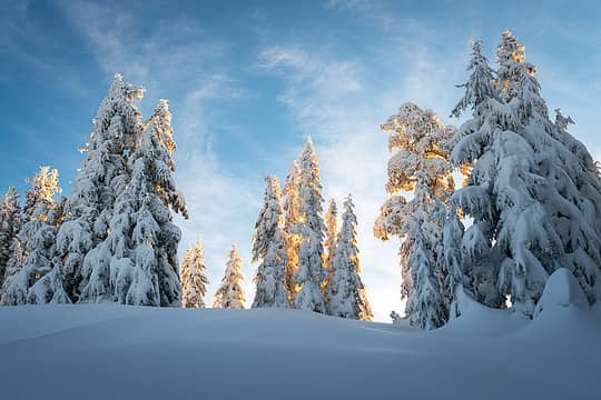 Morning Sun on Snowy Trees  Aaron Wilson