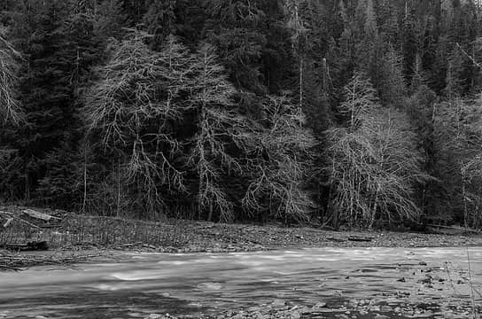 East Fork Quinault River, March 2014