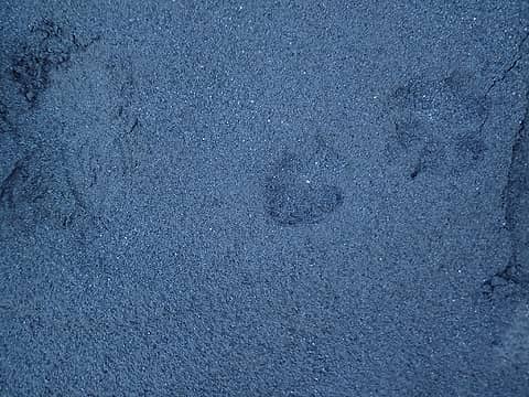 Wolf tracks