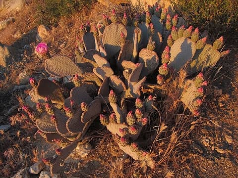 More kewl cacti...
