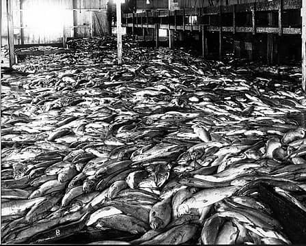 [i:a1542d6e19]Salmon catch on floor of unidentified cannery, Pacific Coast, probably between 1890 and 1940[/i:a1542d6e19]; UW Digital Archives