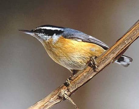 Red-breasted Nuthatch (Web photo)