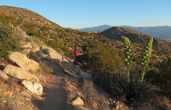 The middle section of the route is a very fun ramble through cacti and yucca...