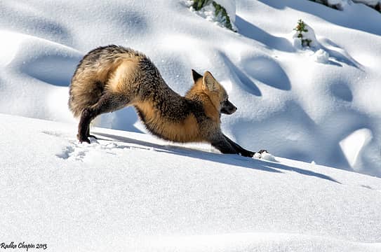 Mr Fox at Chinook Pass