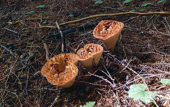 Fungus Trumpets