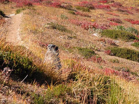 Marmot near White Pass