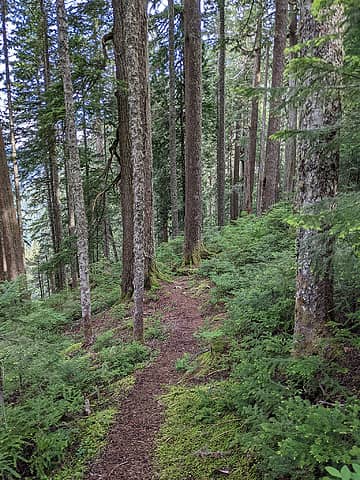 Forest trail descending to the Pratt River