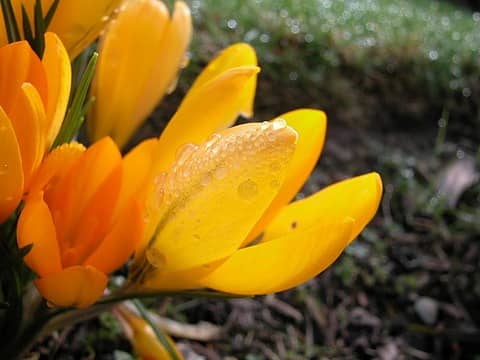 Yellow Krokus, taken in garden 22MAR. Nikon 5000, manual focus.
