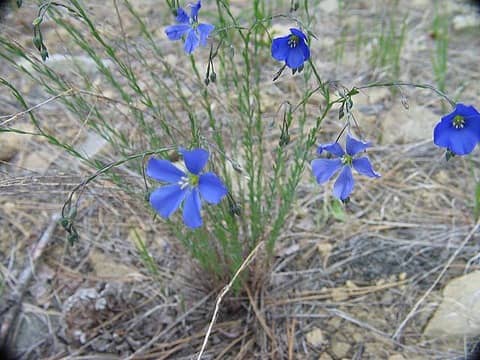 Western blue flax
