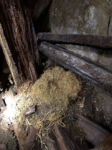 about 150 inside mine entrance, weird place for a bird nest?