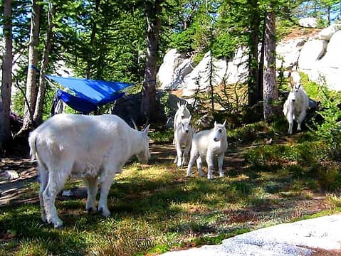 Goat Camp 4