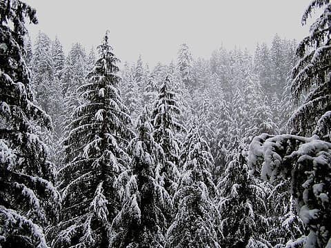 snow-trees