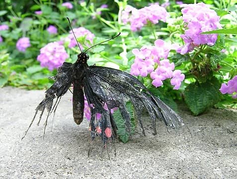 Fallen Butterfly