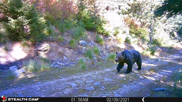 NWHikers.net - View topic - North Cascade National Park Grizzley Bear ...