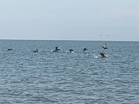 pelicans at the beach in Alameda