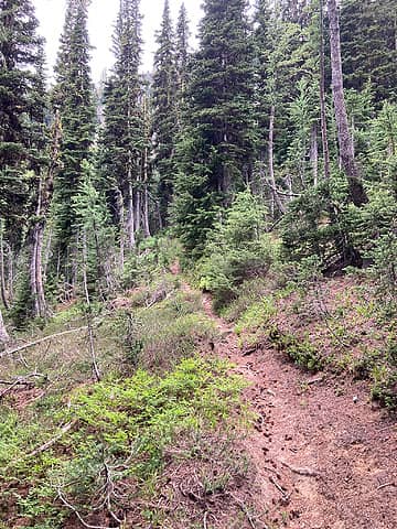 Typical Pomas trail in the trees before ridge.