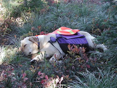 Tucker pup in hunting season gear