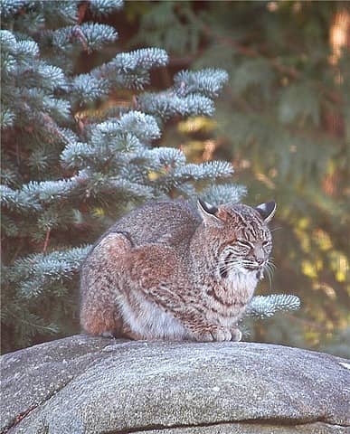 Bobcat on our big rock by feeder-closer