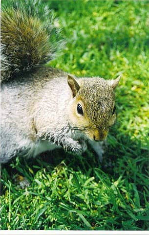 Friendly squirrel in Volunteer Park